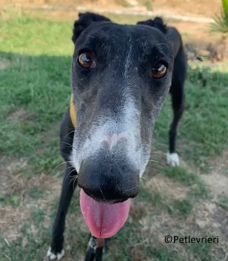 Jara adozione levrieri galgo 08