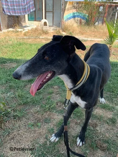 Jara adozione levrieri galgo 09