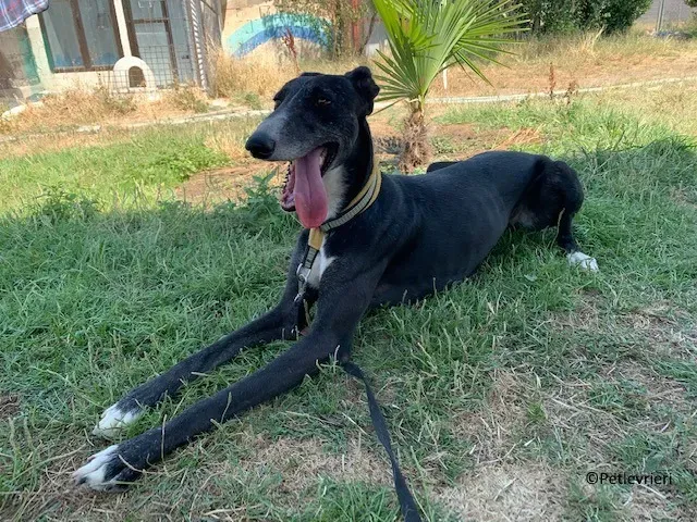 Jara adozione levrieri galgo 10