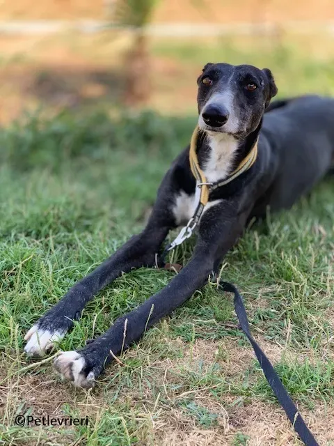 Jara adozione levrieri galgo 11