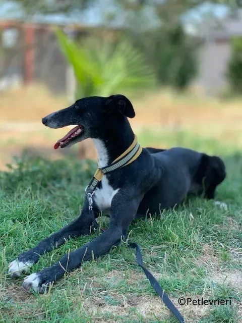 Jara adozione levrieri galgo 12