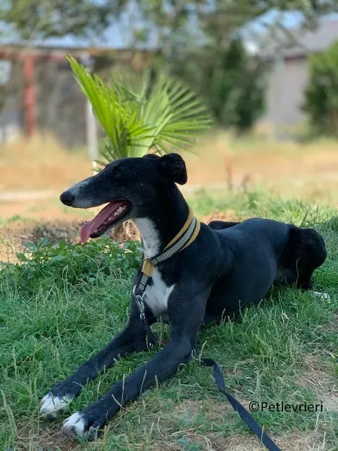 Jara adozione levrieri galgo 13