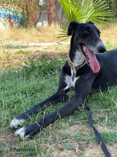 Jara adozione levrieri galgo 15