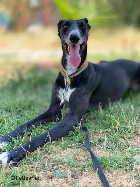Jara adozione levrieri galgo 16