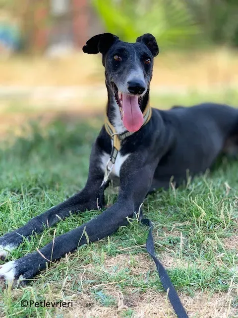 Jara adozione levrieri galgo 17