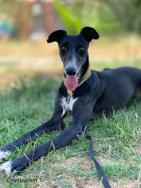 Jara adozione levrieri galgo 18