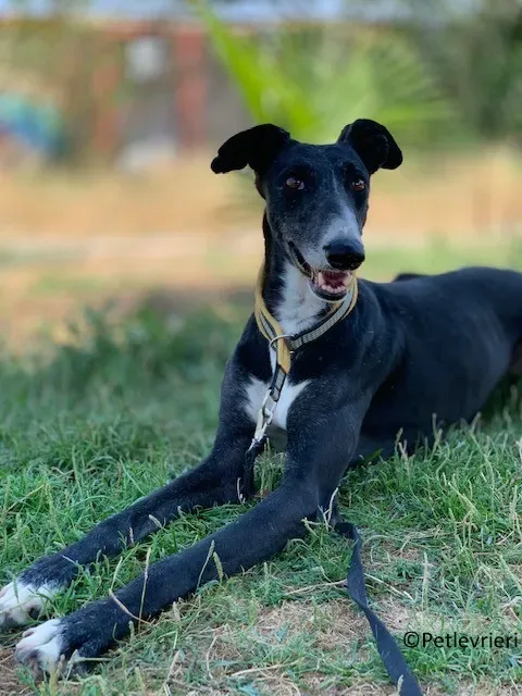 Jara adozione levrieri galgo 19