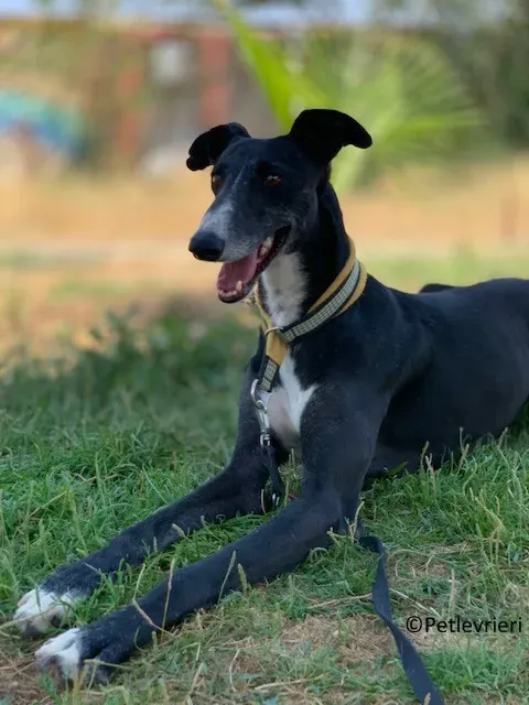 Jara adozione levrieri galgo 20