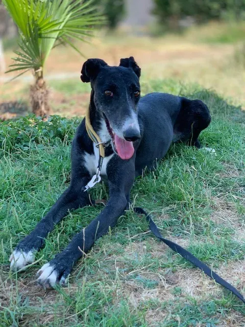 Jara adozione levrieri galgo 22