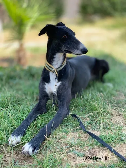 Jara adozione levrieri galgo 23