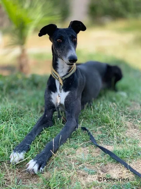 Jara adozione levrieri galgo 24