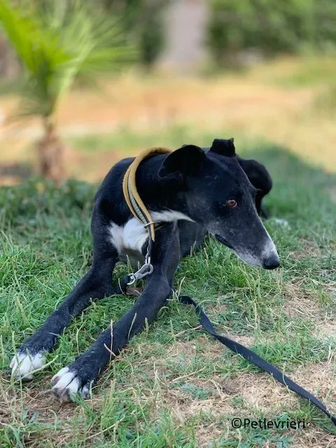 Jara adozione levrieri galgo 25
