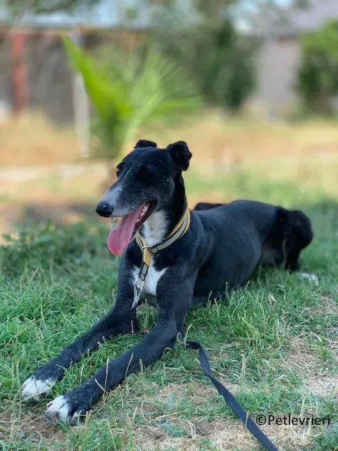 Jara adozione levrieri galgo 26