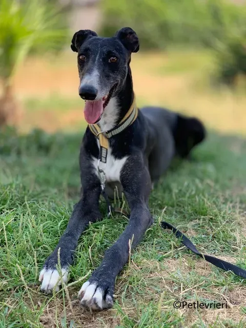 Jara adozione levrieri galgo 27