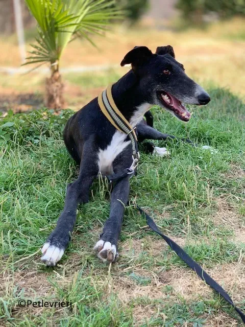 Jara adozione levrieri galgo 28