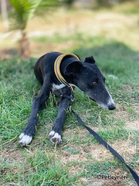 Jara adozione levrieri galgo 29