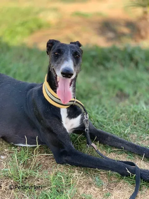 Jara adozione levrieri galgo 30