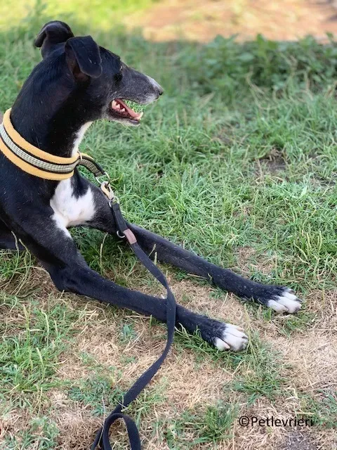 Jara adozione levrieri galgo 31