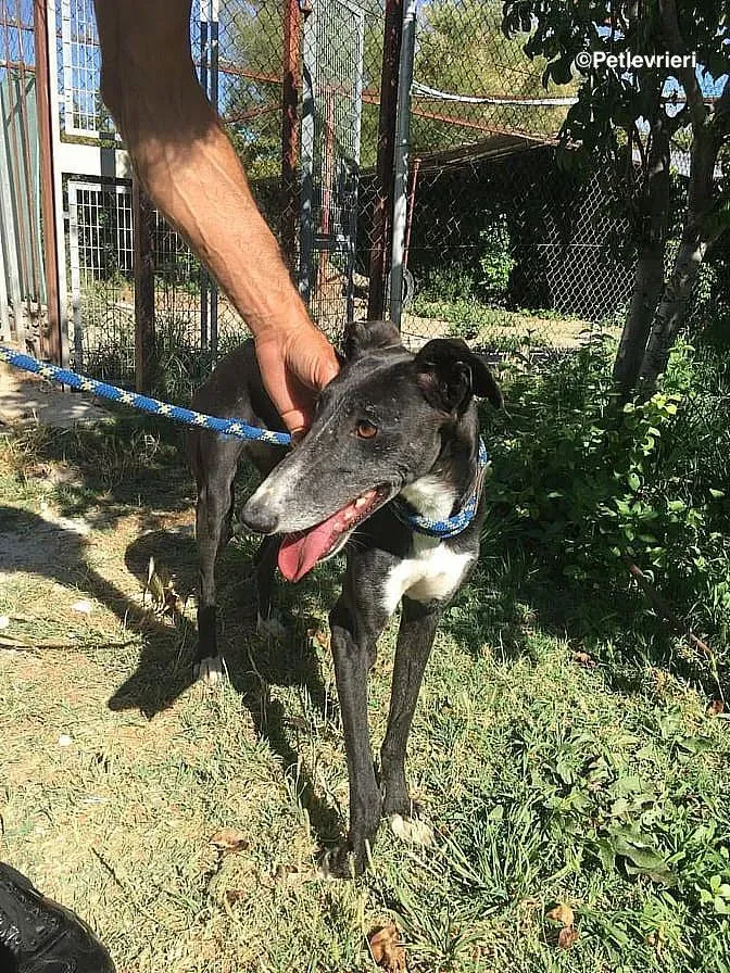 Jara de Villabeza adozione levrieri galgo 6