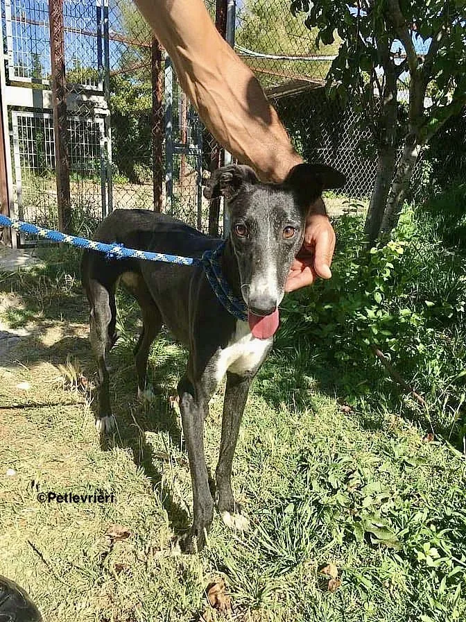 Jara de Villabeza adozione levrieri galgo 1