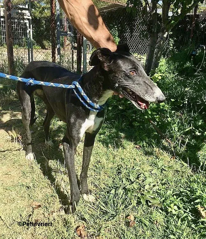 Jara de Villabeza adozione levrieri galgo 2