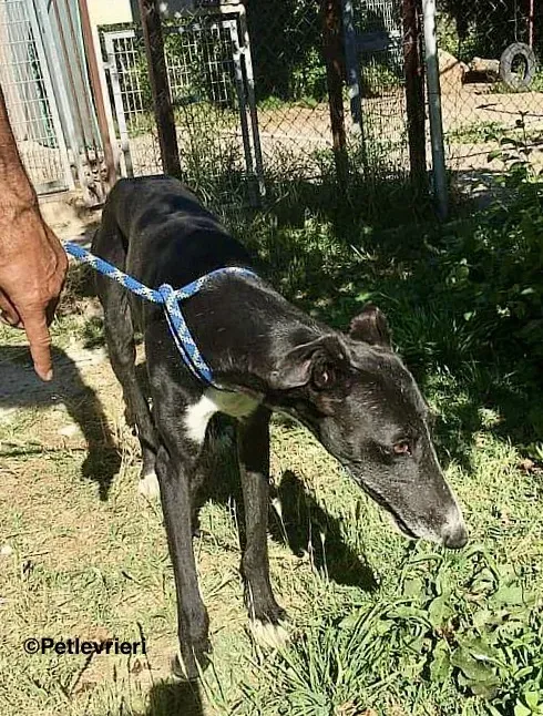 Jara de Villabeza adozione levrieri galgo 3