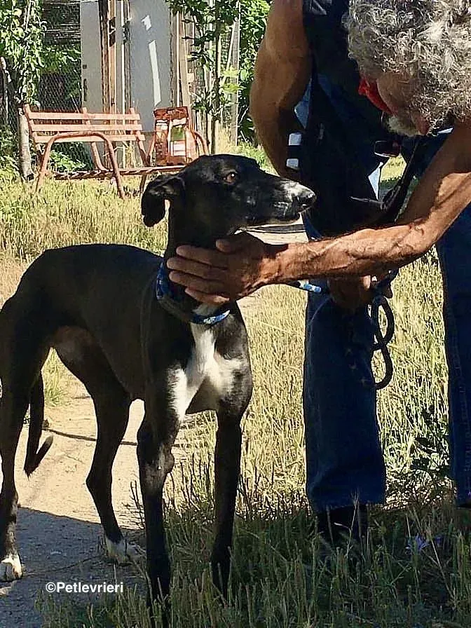 Jara de Villabeza adozione levrieri galgo 4