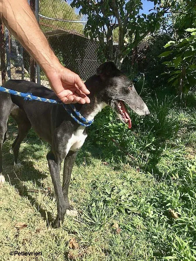 Jara de Villabeza adozione levrieri galgo 5