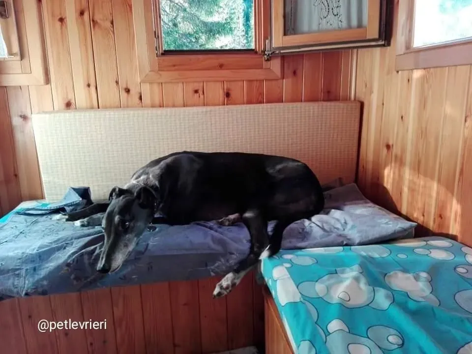 Jasmine adozione greyhound macao 1