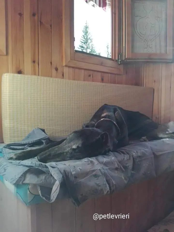 Jasmine adozione greyhound macao 2