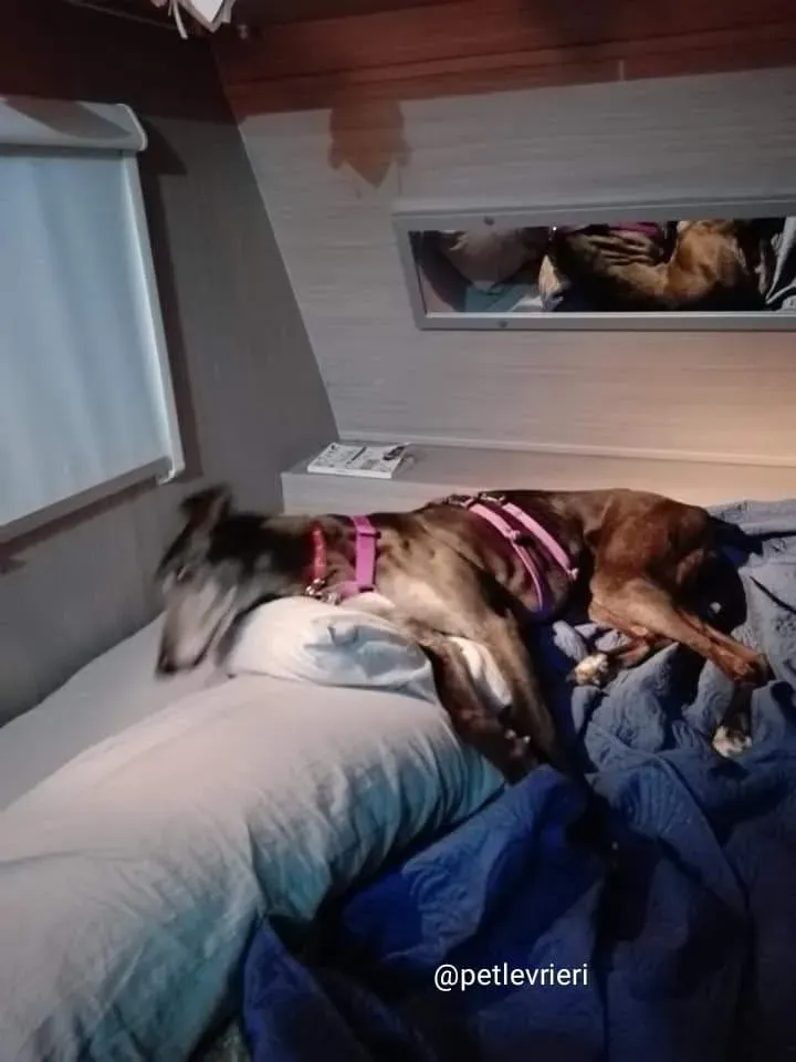 Jasmine adozione greyhound macao 3