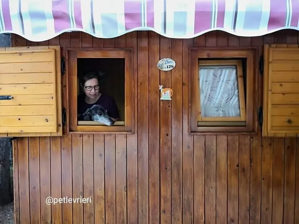 Jasmine adozione greyhound macao