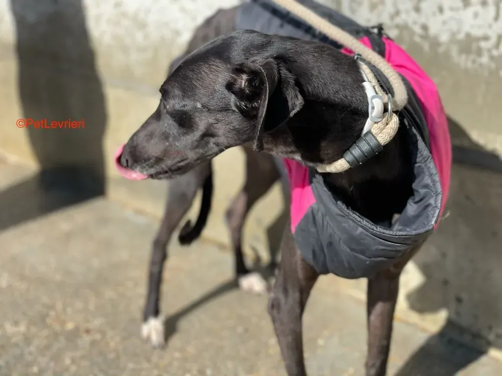 Jasmine adozione levrieri 4