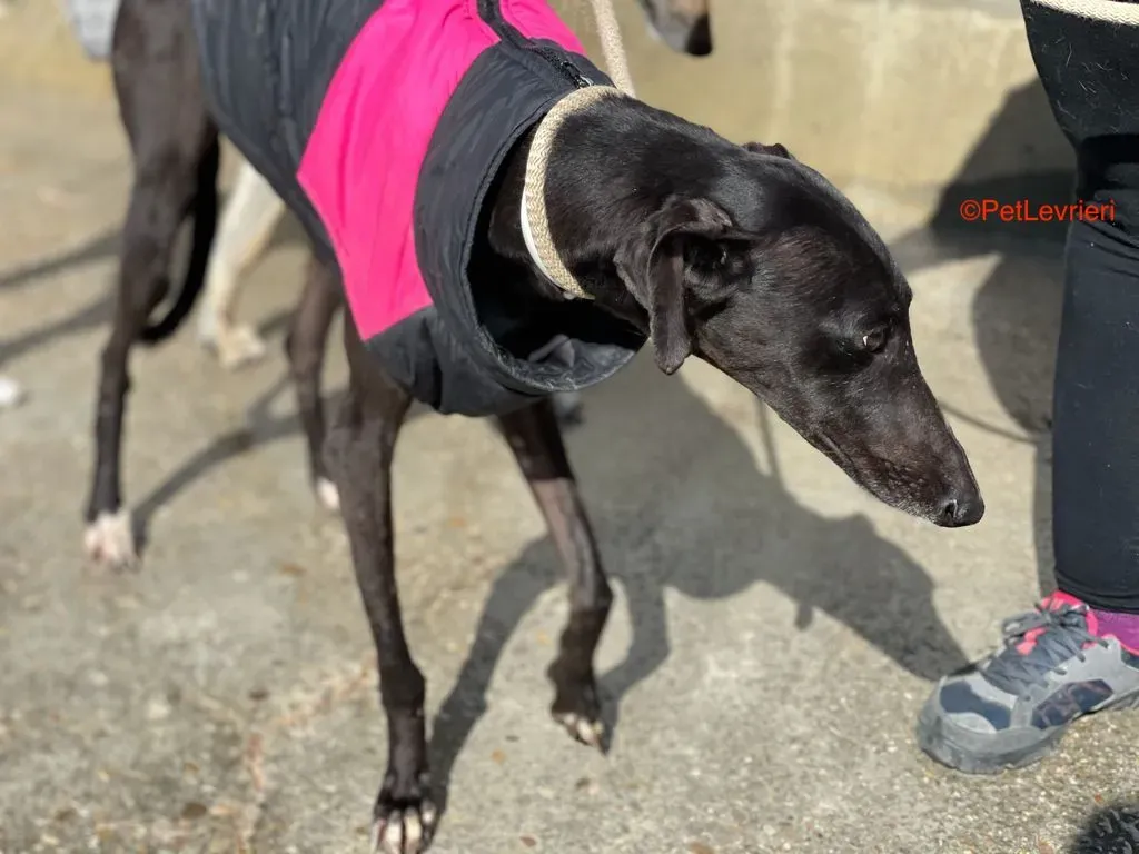 Jasmine adozione levrieri galgo 1