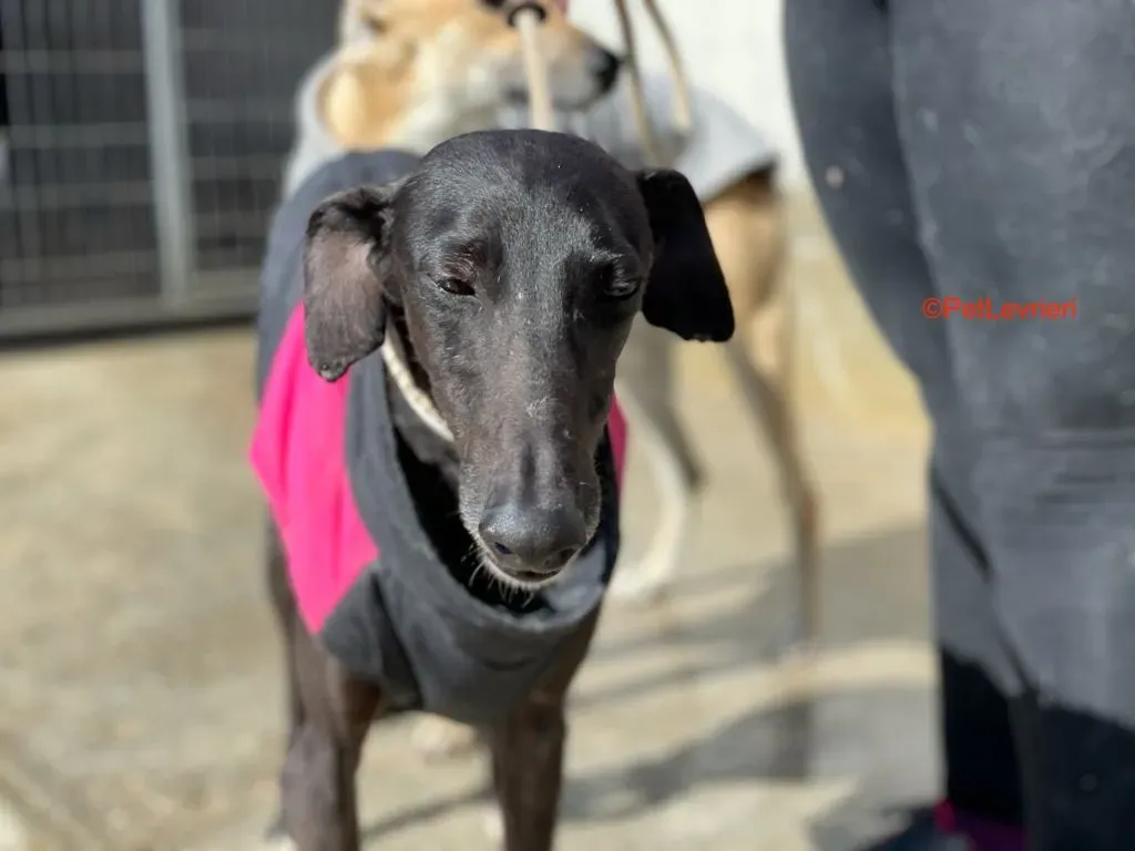 Jasmine adozione levrieri galgo 2