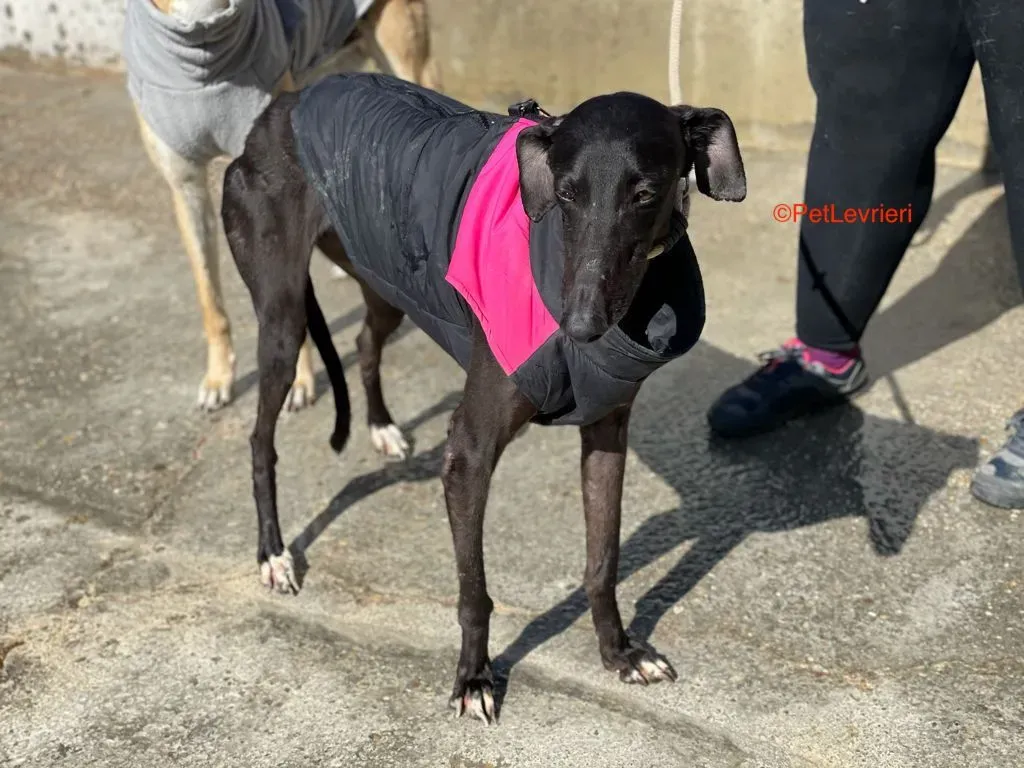 Jasmine adozione levrieri galgo 3