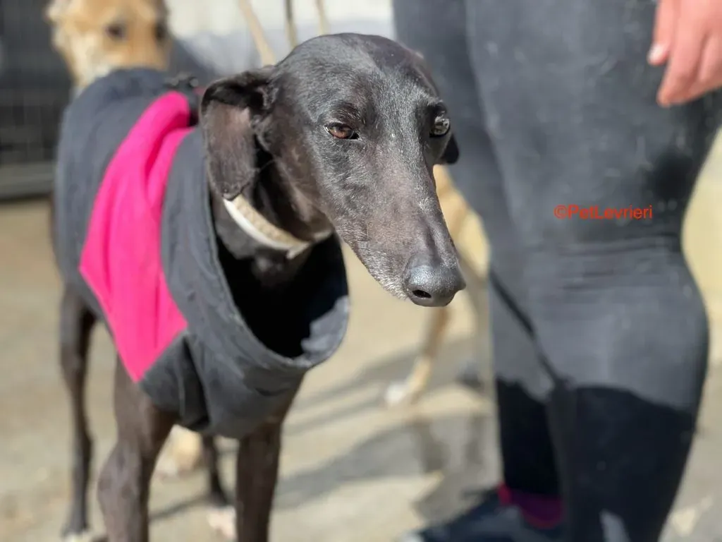 Jasmine adozione levrieri galgo 5