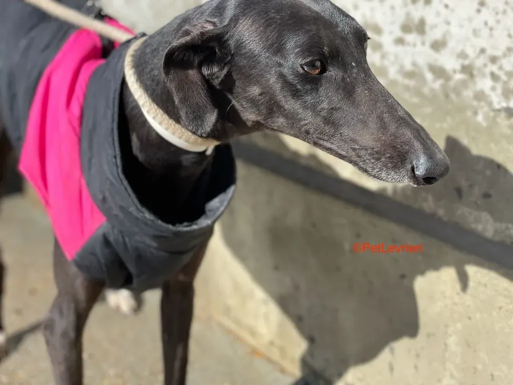 Jasmine adozione levrieri galgo 6