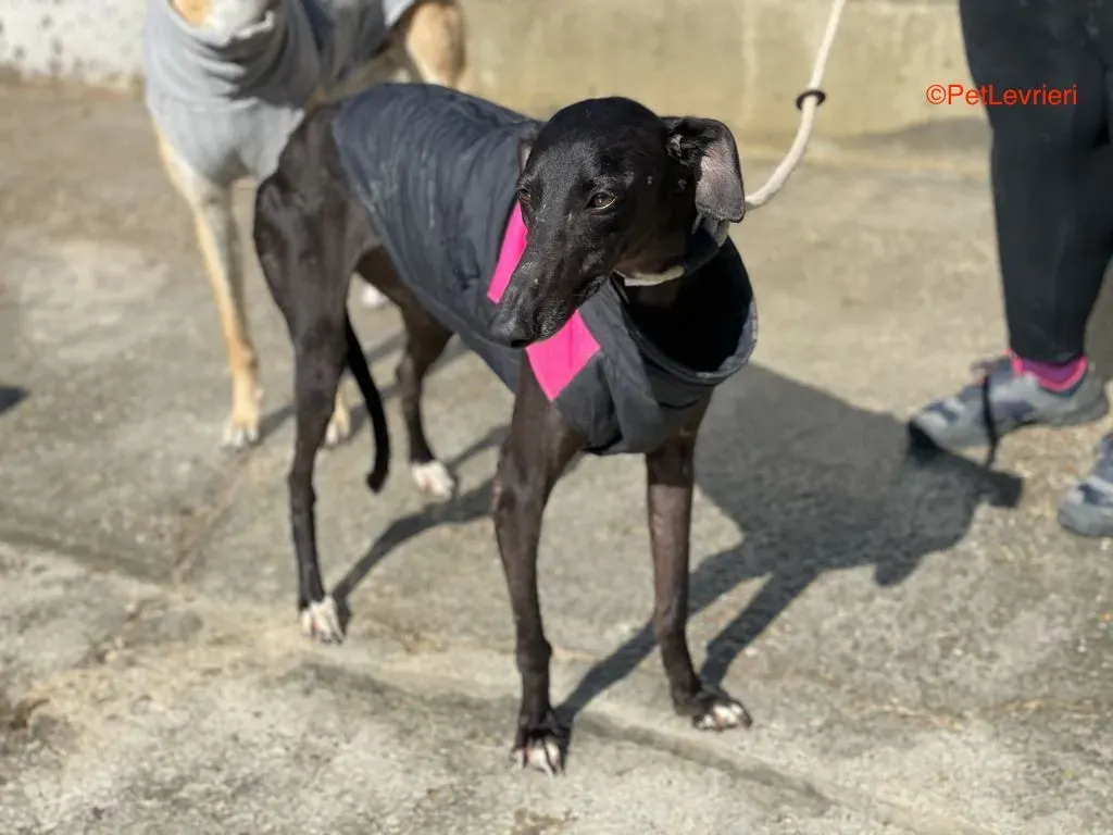 Jasmine adozione levrieri galgo 7