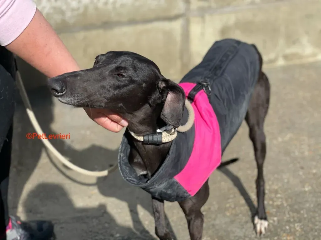 Jasmine adozione levrieri galgo 8