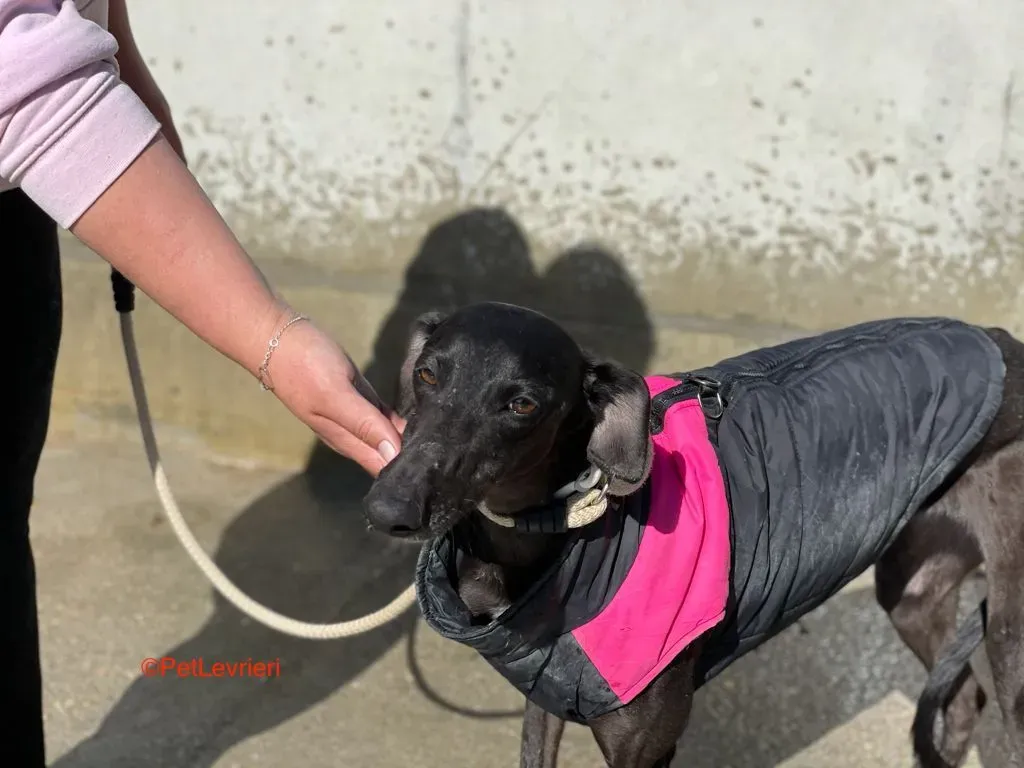 Jasmine adozione levrieri galgo 9