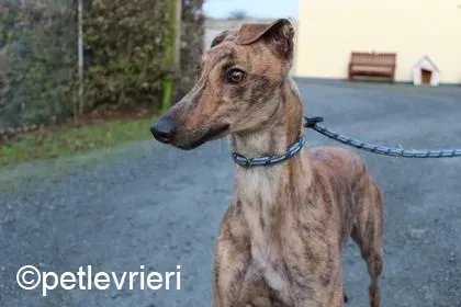 Jasmine adozione levrieri greyhound 1