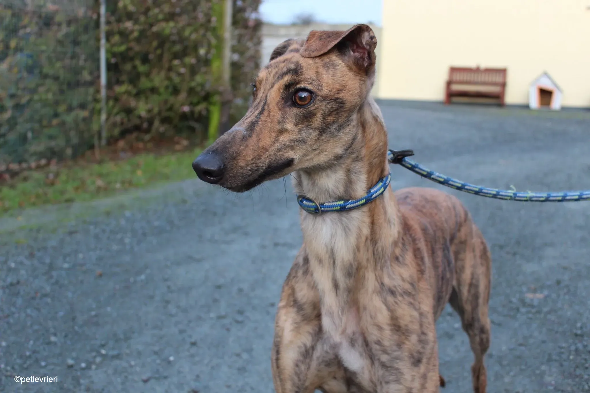 Jasmine adozione levrieri greyhound 3