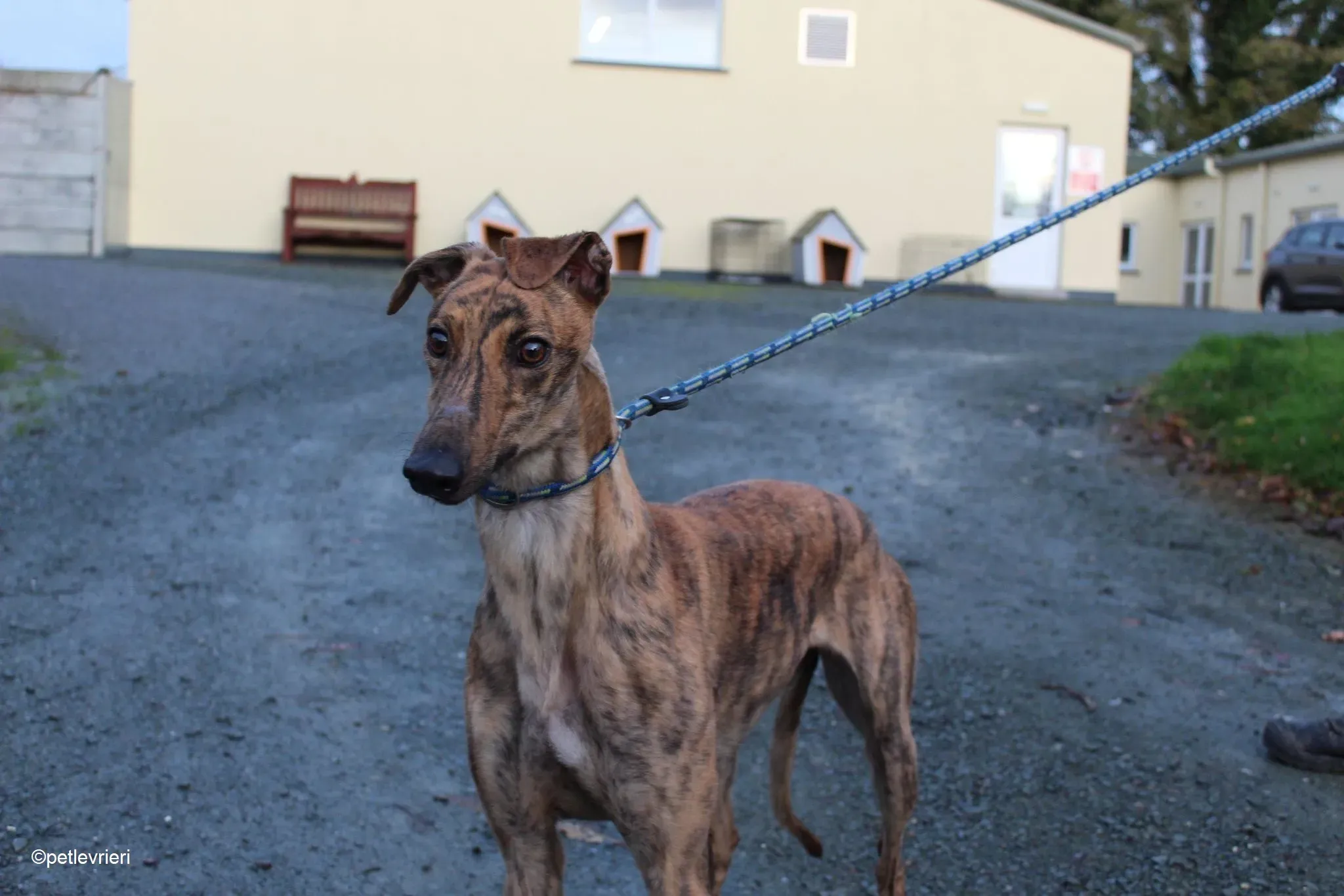 Jasmine adozione levrieri greyhound 4