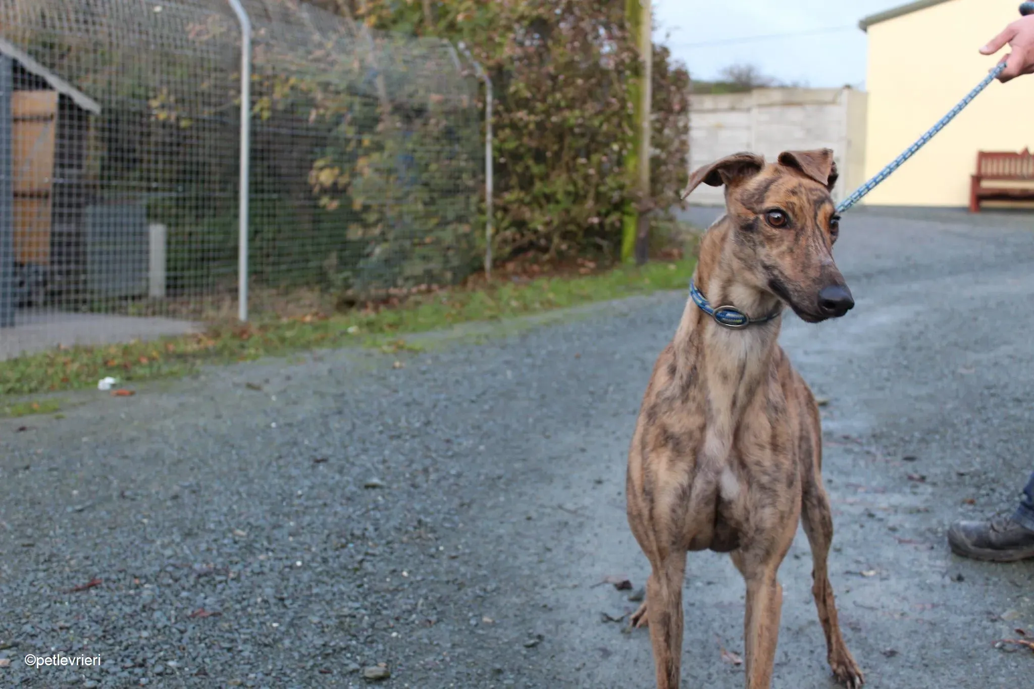 Jasmine adozione levrieri greyhound 5