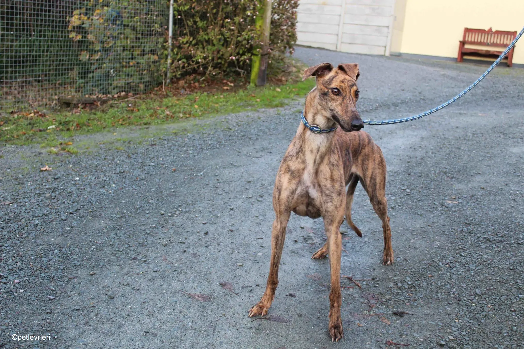 Jasmine adozione levrieri greyhound 7