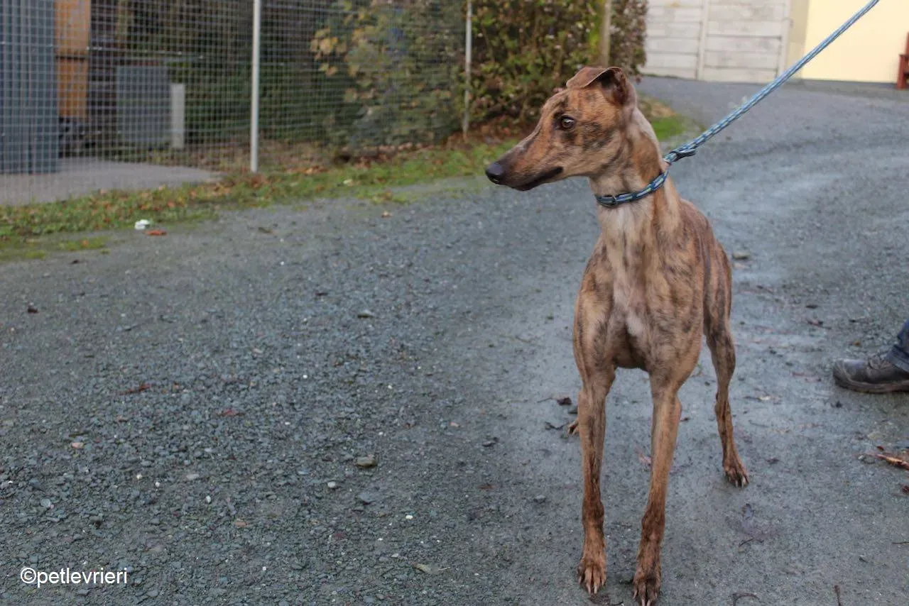 Jasmine adozione levrieri greyhound 8