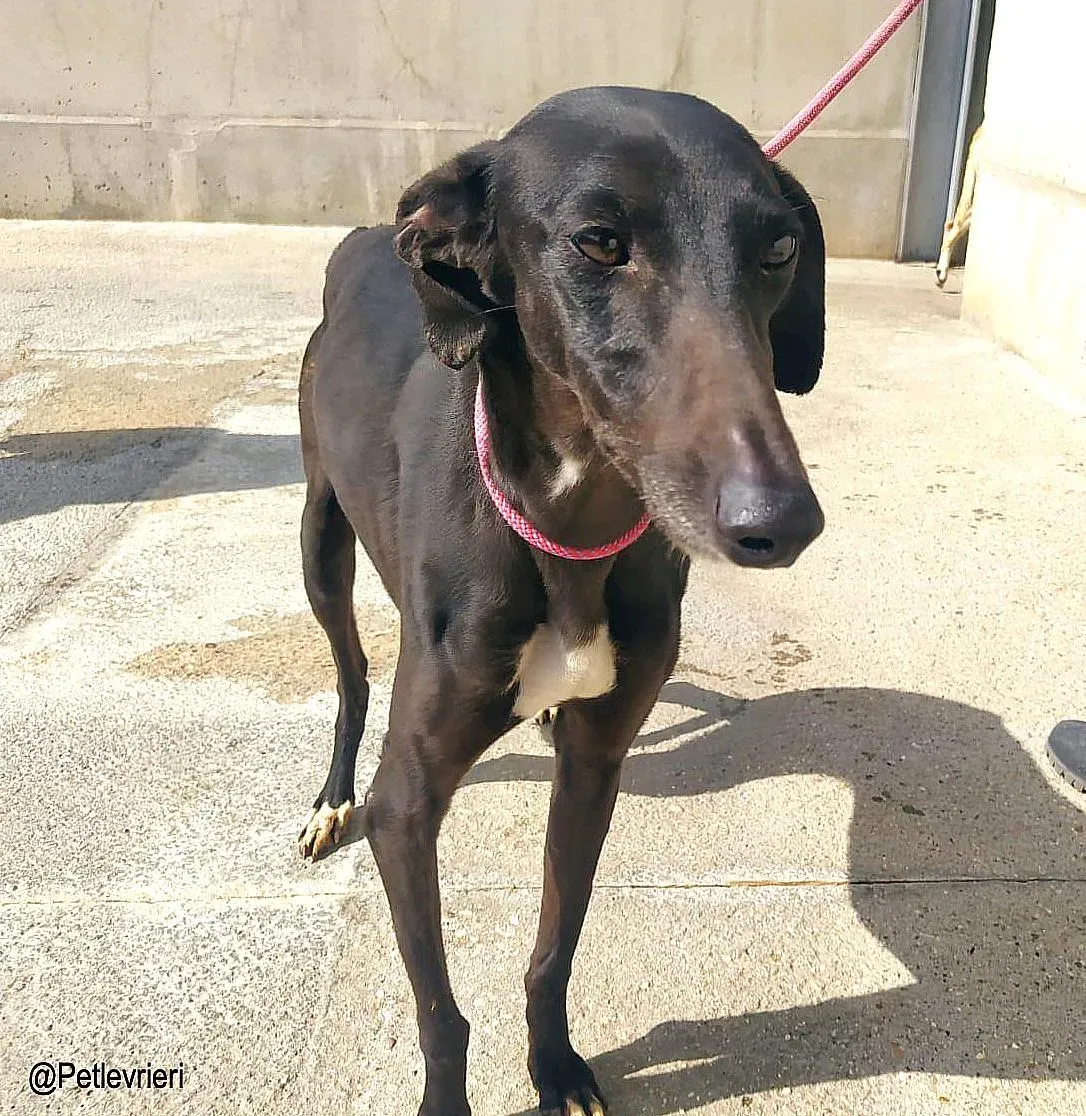 Jasmine8337 adozione levrieri galgo 01