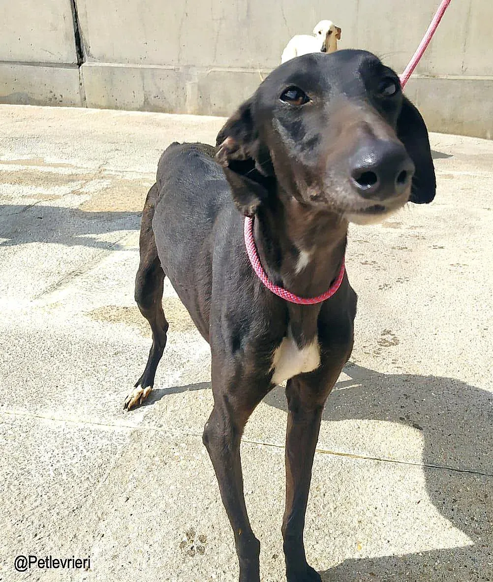 Jasmine8337 adozione levrieri galgo 02