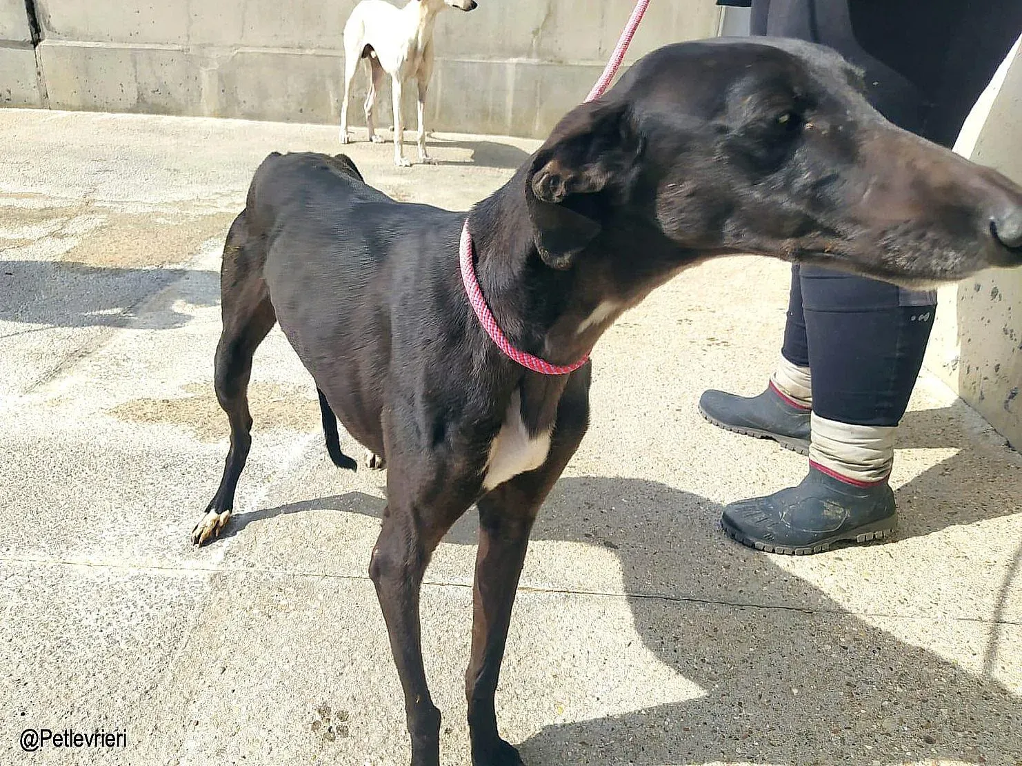 Jasmine8337 adozione levrieri galgo 03